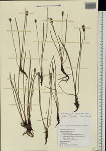 Plantago maritima L., Eastern Europe, Northern region (E1) (Russia)