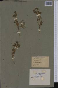Oxalis corniculata L., Western Europe (EUR) (France)