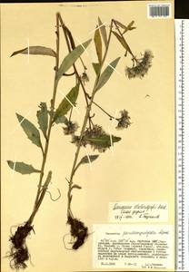Saussurea stubendorffii Herder, Siberia, Yakutia (S5) (Russia)