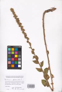MHA 0 159 047, Verbascum phlomoides L., Eastern Europe, South Ukrainian region (E12) (Ukraine)