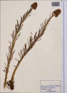 Rhodiola semenovii (Regel & Herder) Boriss., Middle Asia, Pamir & Pamiro-Alai (M2) (Tajikistan)