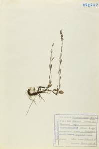 Veronica incana L., Siberia, Russian Far East (S6) (Russia)