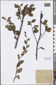 Betula fruticosa Pall., Siberia, Baikal & Transbaikal region (S4) (Russia)
