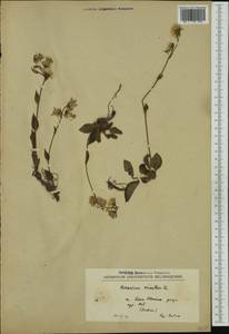 Hieracium racemosum subsp. crinitum (Sm.) Rouy, Western Europe (EUR) (Serbia)