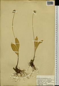 Allium microdictyon Prokh., Siberia, Altai & Sayany Mountains (S2) (Russia)