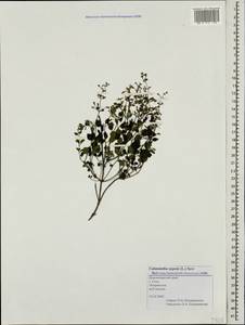 Clinopodium nepeta (L.) Kuntze, Caucasus, Black Sea Shore (from Novorossiysk to Adler) (K3) (Russia)