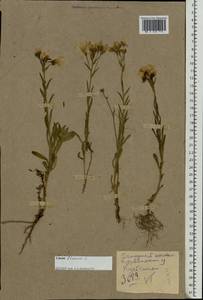 Linum flavum L., Eastern Europe, Eastern region (E10) (Russia)