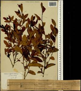 Camellia sinensis subsp. sinensis, South Asia, South Asia (Asia outside ex-Soviet states and Mongolia) (ASIA) (Japan)