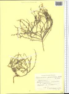 Tetracme glochidiata (Botsch. & Vved.) Pachom., Middle Asia, Karakum (M6) (Turkmenistan)