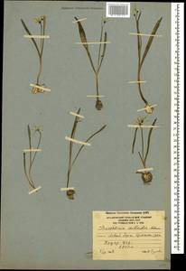 Puschkinia scilloides Adams, Caucasus, South Ossetia (K4b) (South Ossetia)