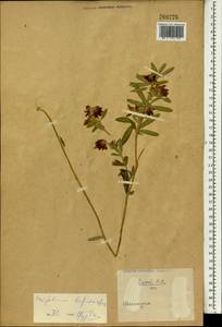 Trifolium lupinaster L., South Asia, South Asia (Asia outside ex-Soviet states and Mongolia) (ASIA) (China)