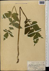 Heracleum pastinacifolium K.Koch, Caucasus, Armenia (K5) (Armenia)