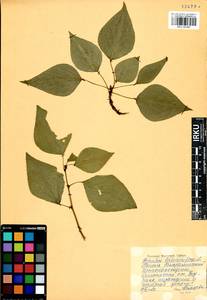 Populus balsamifera, Siberia, Baikal & Transbaikal region (S4) (Russia)