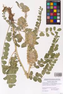 Astragalus vulpinus Willd., Eastern Europe, Lower Volga region (E9) (Russia)