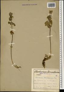 Marrubium astracanicum Jacq., Caucasus, Armenia (K5) (Armenia)