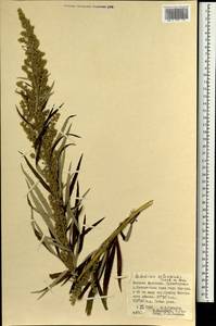 Artemisia selengensis Turcz. ex Besser, Mongolia (MONG) (Mongolia)