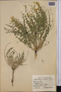 Sophora lehmannii (Bunge) Yakovlev, Middle Asia, Syr-Darian deserts & Kyzylkum (M7) (Uzbekistan)