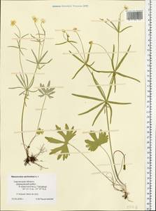 Ranunculus auricomus L., Eastern Europe, Western region (E3) (Russia)