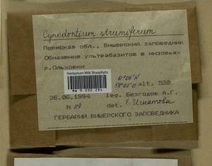 Cynodontium strumiferum (Hedw.) Lindb., Bryophytes, Bryophytes - Permsky Krai, Udmurt Republic, Sverdlovsk & Kirov Oblasts (B8) (Russia)
