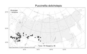 Puccinellia dolicholepis (V.I.Krecz.) Pavlov, Atlas of the Russian Flora (FLORUS) (Russia)