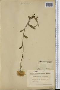 Pulicaria odora (L.) Rchb., Western Europe (EUR) (France)