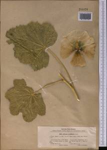 Alcea nudiflora (Lindl.) Boiss., Middle Asia, Pamir & Pamiro-Alai (M2) (Uzbekistan)