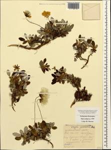 Dryas octopetala subsp. octopetala, Caucasus, Stavropol Krai, Karachay-Cherkessia & Kabardino-Balkaria (K1b) (Russia)