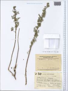 Artemisia pontica L., Eastern Europe, Lower Volga region (E9) (Russia)