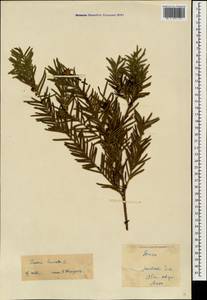 Taxus baccata L., Caucasus, Georgia (K4) (Georgia)
