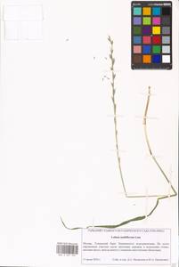 Lolium multiflorum Lam., Eastern Europe, Moscow region (E4a) (Russia)