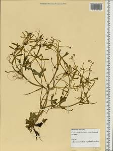 Ranunculus reptabundus Rupr., Eastern Europe, Northern region (E1) (Russia)