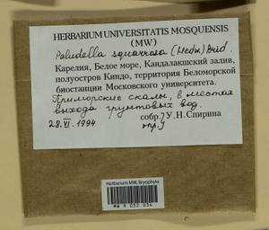 Paludella squarrosa (Hedw.) Brid., Bryophytes, Bryophytes - Karelia, Leningrad & Murmansk Oblasts (B4) (Russia)