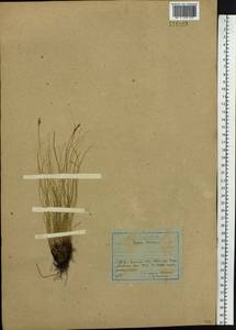 Carex myosuroides Vill., Siberia, Baikal & Transbaikal region (S4) (Russia)