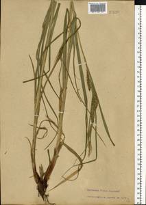 Carex atherodes Spreng., Eastern Europe, Central region (E4) (Russia)