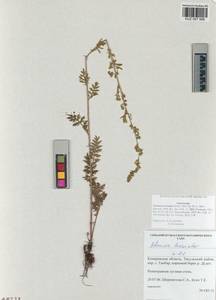 Artemisia laciniata Willd., Siberia, Altai & Sayany Mountains (S2) (Russia)