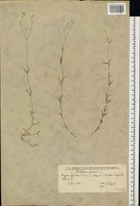 Stellaria graminea L., Eastern Europe, Lower Volga region (E9) (Russia)