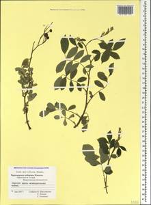 Rosa multiflora Thunb., Caucasus, Black Sea Shore (from Novorossiysk to Adler) (K3) (Russia)