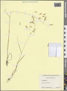 Bromus squarrosus L., Caucasus, Azerbaijan (K6) (Azerbaijan)