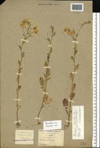 Barbarea vulgaris W. T. Aiton, Eastern Europe, Central region (E4) (Russia)