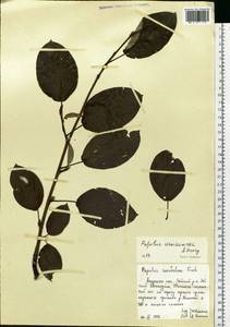 Populus suaveolens subsp. maximowiczii (A. Henry) Tatew., Siberia, Russian Far East (S6) (Russia)