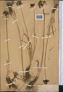 Allium scabriscapum Boiss., Middle Asia, Western Tian Shan & Karatau (M3) (Not classified)