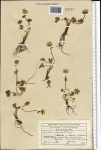 Ranunculus rufosepalus Franch., Middle Asia, Western Tian Shan & Karatau (M3) (Kyrgyzstan)