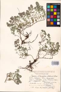 MHA 0 156 981, Thymus dimorphus Klokov & Des.-Shost., Eastern Europe, Central forest-and-steppe region (E6) (Russia)