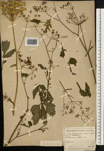 Heracleum sphondylium subsp. sibiricum (L.) Simonk., Eastern Europe, Moscow region (E4a) (Russia)