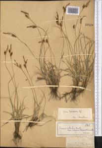 Carex turkestanica Regel, Middle Asia, Dzungarian Alatau & Tarbagatai (M5) (Kazakhstan)
