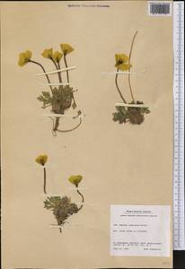 Oreomecon radicatum subsp. radicatum, America (AMER) (Greenland)