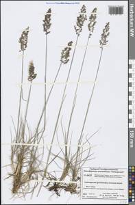 Calamagrostis stricta (Timm) Koeler, Siberia, Central Siberia (S3) (Russia)