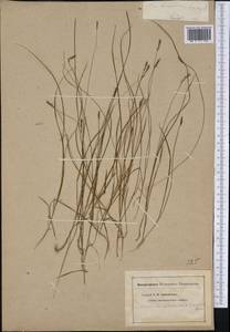 Carex anthoxanthea J.Presl & C.Presl, America (AMER) (United States)