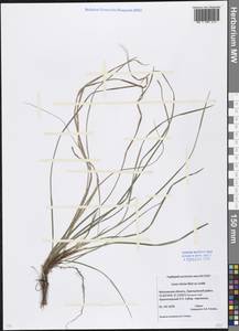 Carex rhizina Blytt ex Lindblom, Eastern Europe, Moscow region (E4a) (Russia)