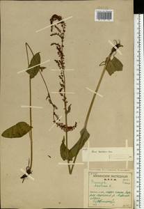 Rumex thyrsiflorus Fingerh., Eastern Europe, Northern region (E1) (Russia)